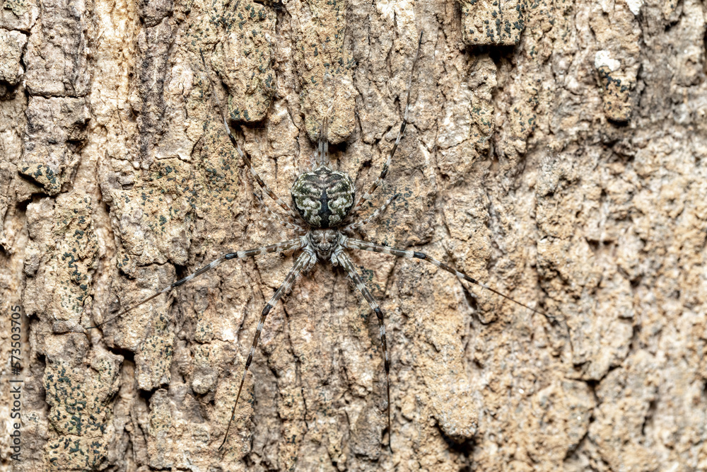 Two-Tailed Spider, Tree trunk spider, Long-spinnered Bark Spider (Hersiliidae sp), Andasibe, Analamazaotra National Park, Madagascar wildlife animal Two-Tailed Spider, Tree trunk spider, Long-spinnered Bark Spider (Hersiliidae sp), Andasibe, Analamazaotra National Park, Madagascar wildlife animal