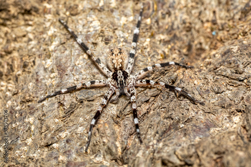 Ornamental Wandering Spider  Viridasius fasciatus   endemic monotypic genus of East African araneomorph spiders in the family Viridasiidae. Kivalo  Madagascar wildlife animal