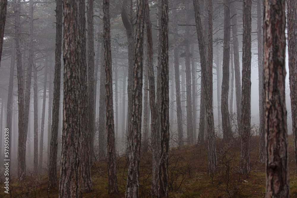 Fototapeta premium misty autumn forest 