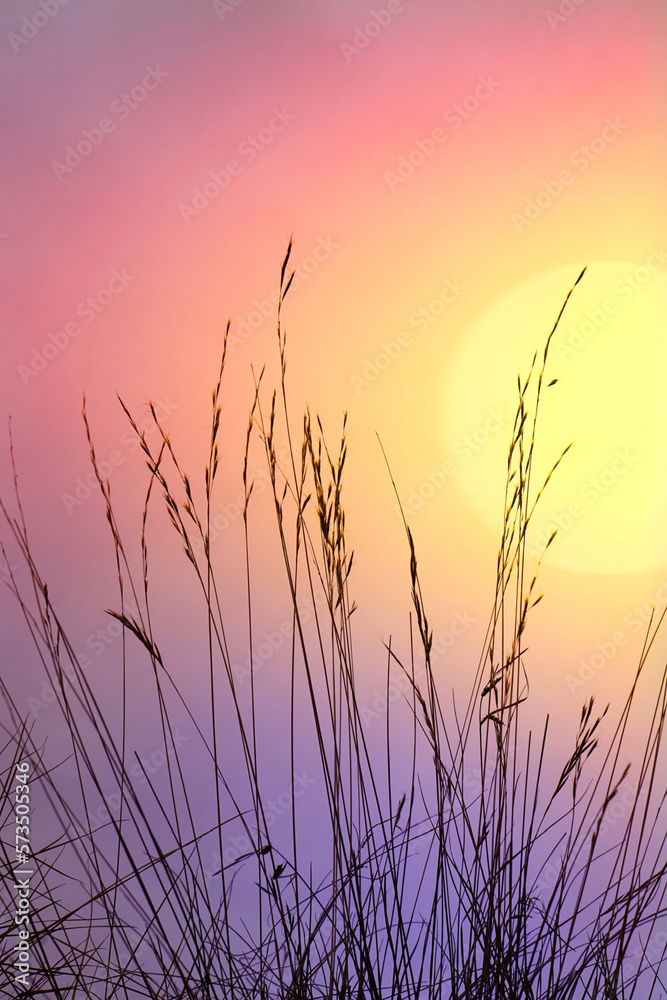 flower plants silhouette and beautiful sunset background