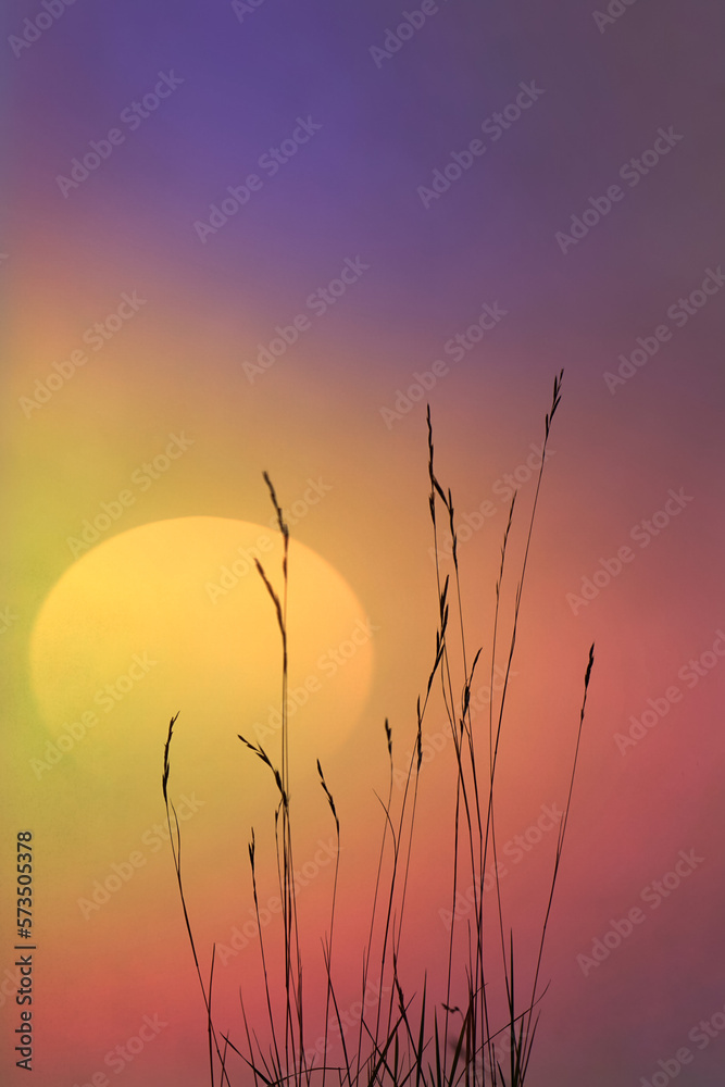 Obraz premium flower plants silhouette and beautiful sunset background