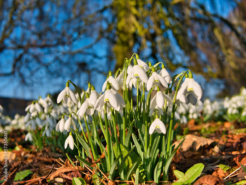 Snowdrops flowering in winter sunshine among fallen leaves. Leafless trees and a blue sky appear in the background.