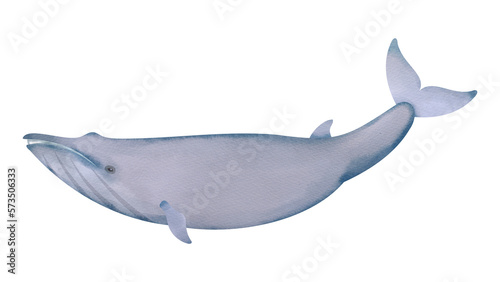シロナガスクジラの水彩風イラスト Blue whale. Watercolor style illustration.