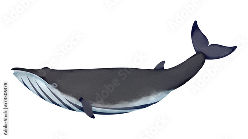 カツオクジラの水彩風イラスト Eden’s whale. Watercolor style illustration.