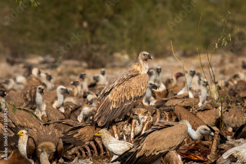 Himalayan vulture or Gyps himalayensis or Himalayan griffon vulture closeup during winter migration perched on carcass in dumping yard of jorbeer conservation reserve bikaner rajasthan india asia photo