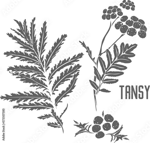 Tansy flowers vector silhouette.Flores tanaceti vulgaris medicinal herbal outline. Tanacetum vulgare silhouette for pharmaceuticals and cosmetology. A set of Tansy plant outlines. photo