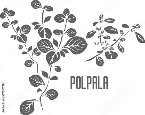 Polpala stem vector silhouette. Aerva lanata medicinal herbal outline. Pol-pala silhouette for pharmaceuticals and coocking. A set of Polpala plant outlines.