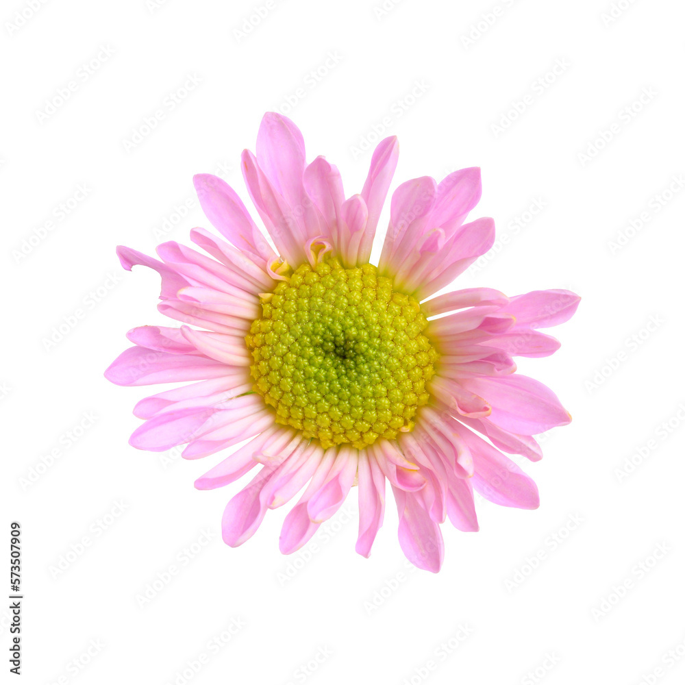 Beautiful pink Chrysanthemum flower blossom Beautiful pink Chrysanthemum flower blossom