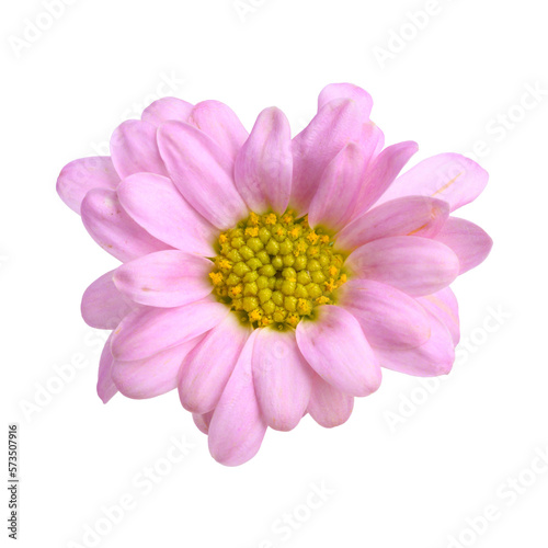 Beautiful pink Chrysanthemum flower blossom