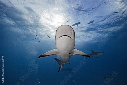 Grey reef sharks in cristal clear waters photo