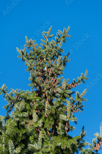 Young pink male pine cones on top of Picea omorika or Serbian spruce against a blue autumn sky. Beautiful spruce with bright green needles. Nature concept for design. Close-up. Selective focus. photo
