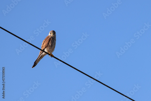 Kestrel resting on a telegraph wire on a sunny winters day