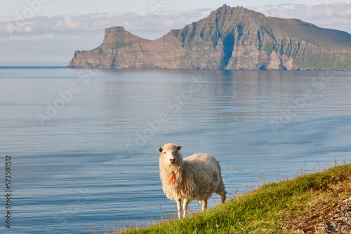 Sheep on Faroe islands cliffs. Green scenic landscape at sunset