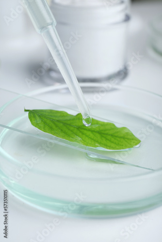 Dripping liquid from dropper onto petri dish with leaf on white table, closeup