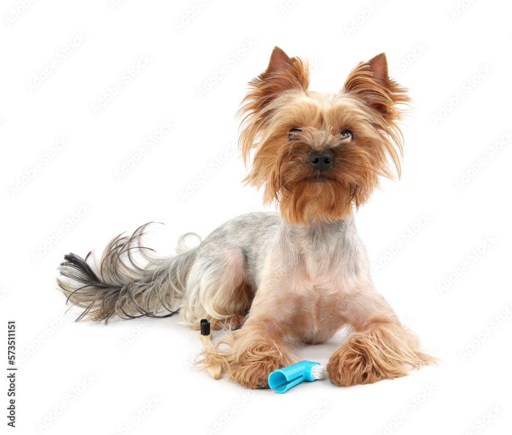 Cute Yorkshire Terrier with toothbrushes on white background Cute Yorkshire Terrier with toothbrushes on white background
