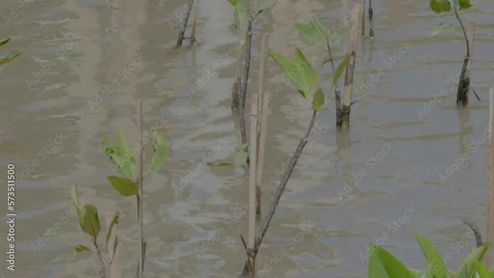 A group of young mangrove plants (halophytes) planted for a mangrove forest reforestation program on the coast