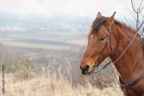 Adorable chestnut horse outdoors, space for text. Lovely domesticated pet