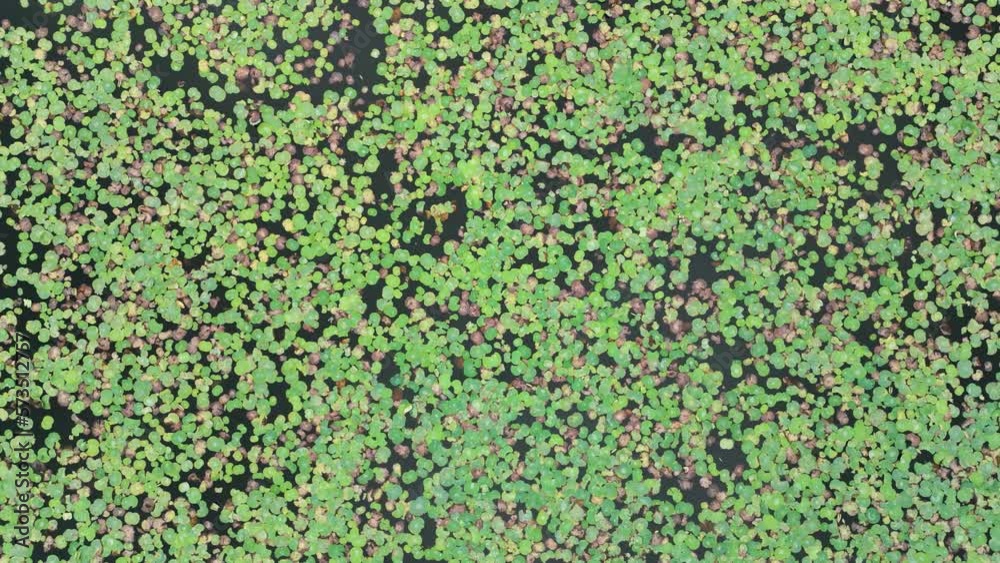 Dramatic zooming in overhead shot of Wiluwa Lake full of water lotuses and Lilies Dramatic zooming in overhead shot of Wiluwa Lake full of water lotuses and Lilies