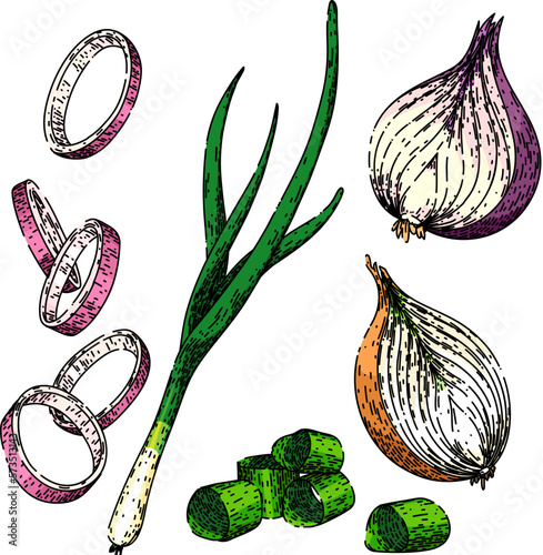 onion white red set sketch hand drawn vector