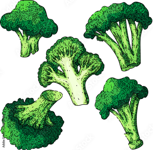 broccoli green fresh set sketch hand drawn vector