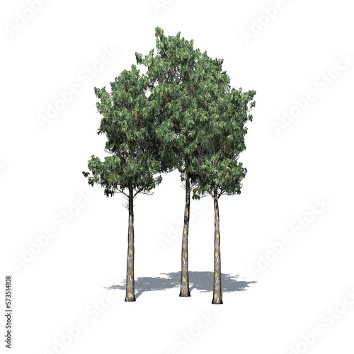 a group of Rainbow Gum trees with shadow on the floor isolated on white background - 3D Illustration