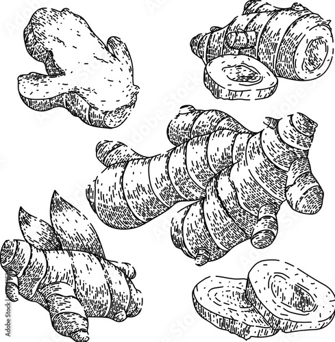 ginger root food set sketch hand drawn vector photo