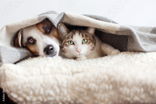 Photography Dog and cat together