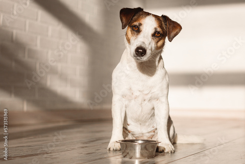Fototapeta Naklejka Na Ścianę i Meble -  Cute dog eating food from bowl