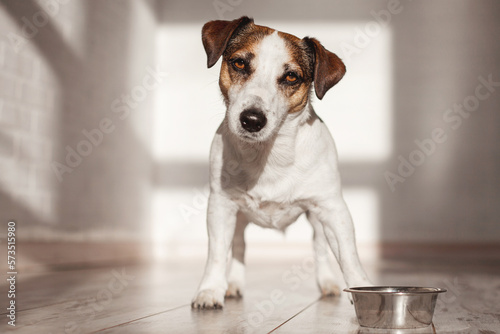 Cute dog eating food from bowl