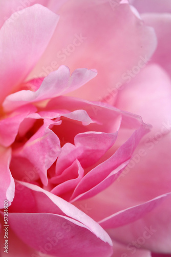 Warm pink ruffled rose flower head texture  close up macro photography.