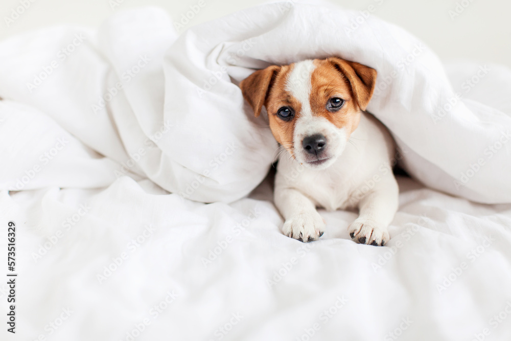 Puppy lying in bed on white blanket