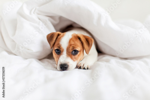 Puppy lying in bed on white blanket
