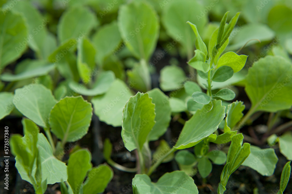 Young seedlings of the vegetables in the tray before planting. Young seedlings of the vegetables in the tray before planting.