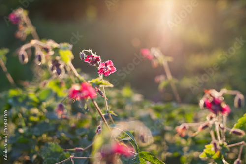 Mourning widow -  geranium phaeum in the wild garden and forest meadow. photo