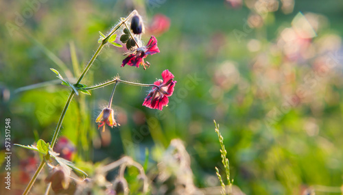 Mourning widow -  geranium phaeum in the wild garden and forest meadow. photo