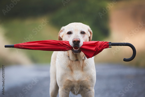 Wet dog in rain. Loyal labrador retriever holding red umbrella in mouth while looking at camera..