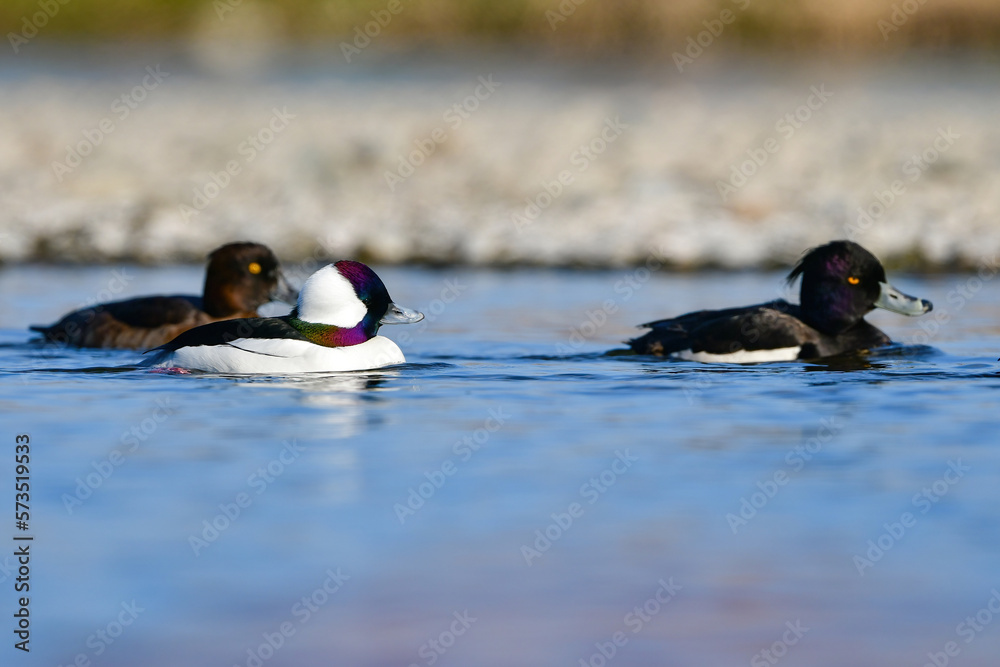 Fototapeta premium 川や湖等の水辺で見られる珍しい鳥、純白と虹色の羽が美しいヒメハジロ