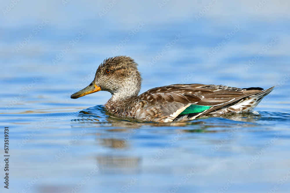 Fototapeta premium 公園や川で冬に見られる美しい渡り鳥、小さな水鳥のコガモ