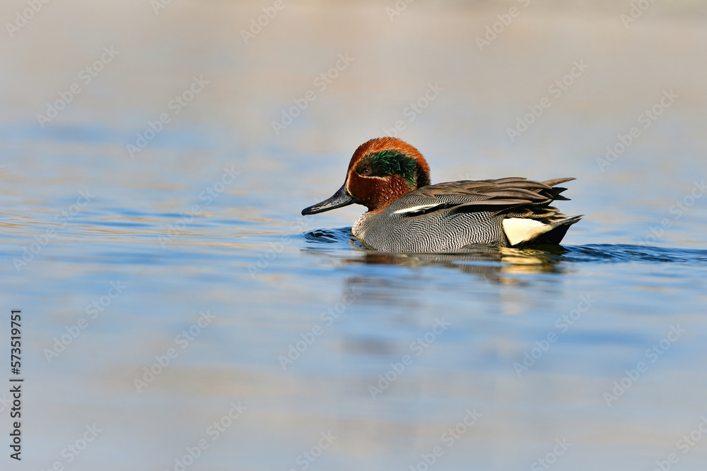 Obraz premium 公園や川で冬に見られる美しい渡り鳥、小さな水鳥のコガモ