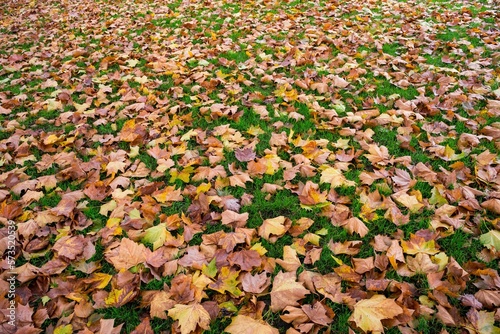 Wutong leaves photo