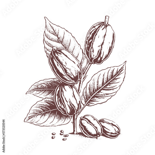 Cocoa beans illustration. Engraved style illustration. Chocolate cocoa beans. Vector illustration