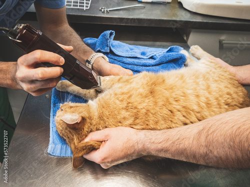 Injured Domestic Cat At The Veterinarian