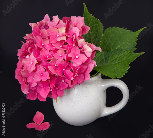 pink hydrangea on black background