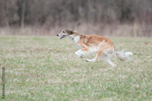 Saluki dog running during a lure coursing event