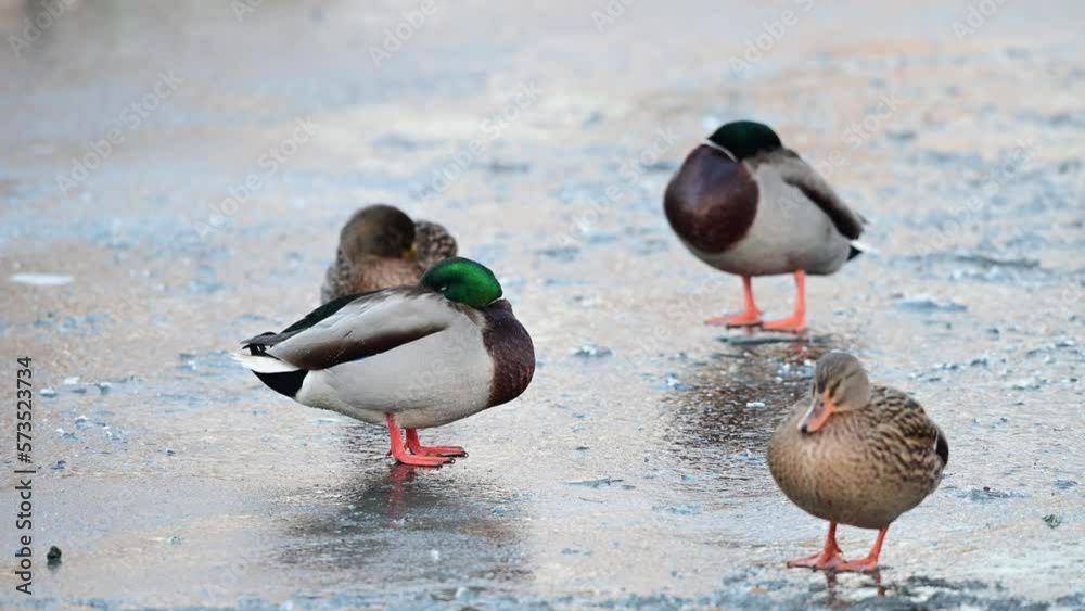 Mallard duck group standing on a frozen pond and sleeping, winter, lower saxony, (anas platyrhynchos), germany
Mallard duck group standing on a frozen pond and sleeping, winter, lower saxony, (anas platyrhynchos), germany