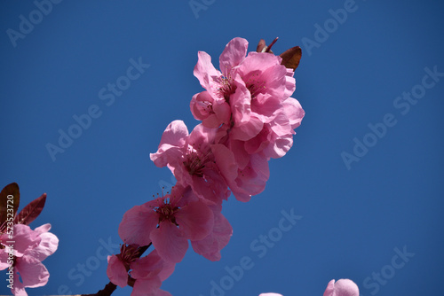 Pink branch of cherry blossoms against the blue sky. Spring.