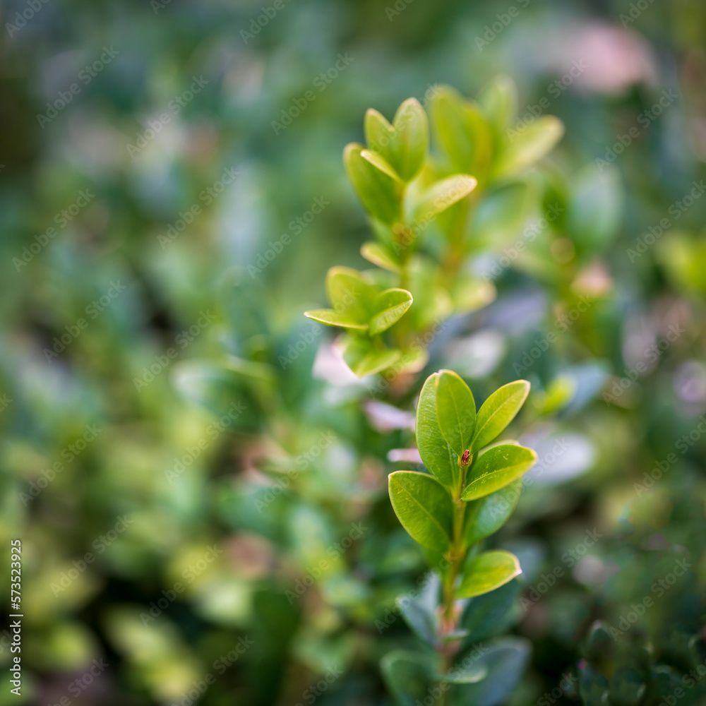 close up of green leaves close up of green leaves