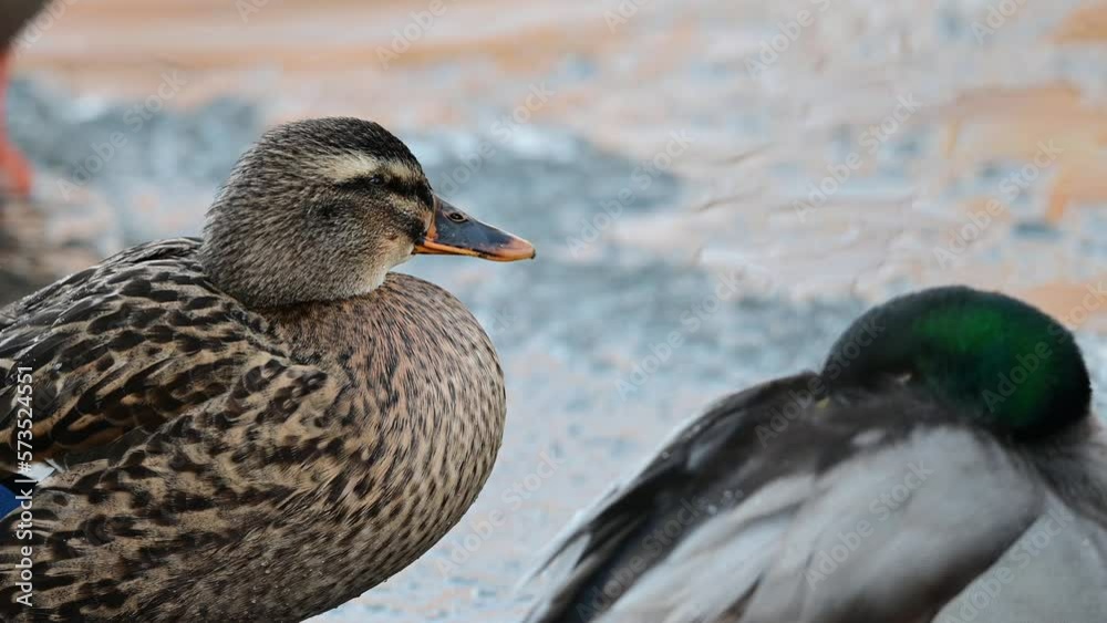 Mallard sitting on a frozen pond and resting with a moor hen in the background, close up, winter, lower saxony, (anas platyrhynchos), germany Mallard sitting on a frozen pond and resting with a moor hen in the background, close up, winter, lower saxony, (anas platyrhynchos), germany