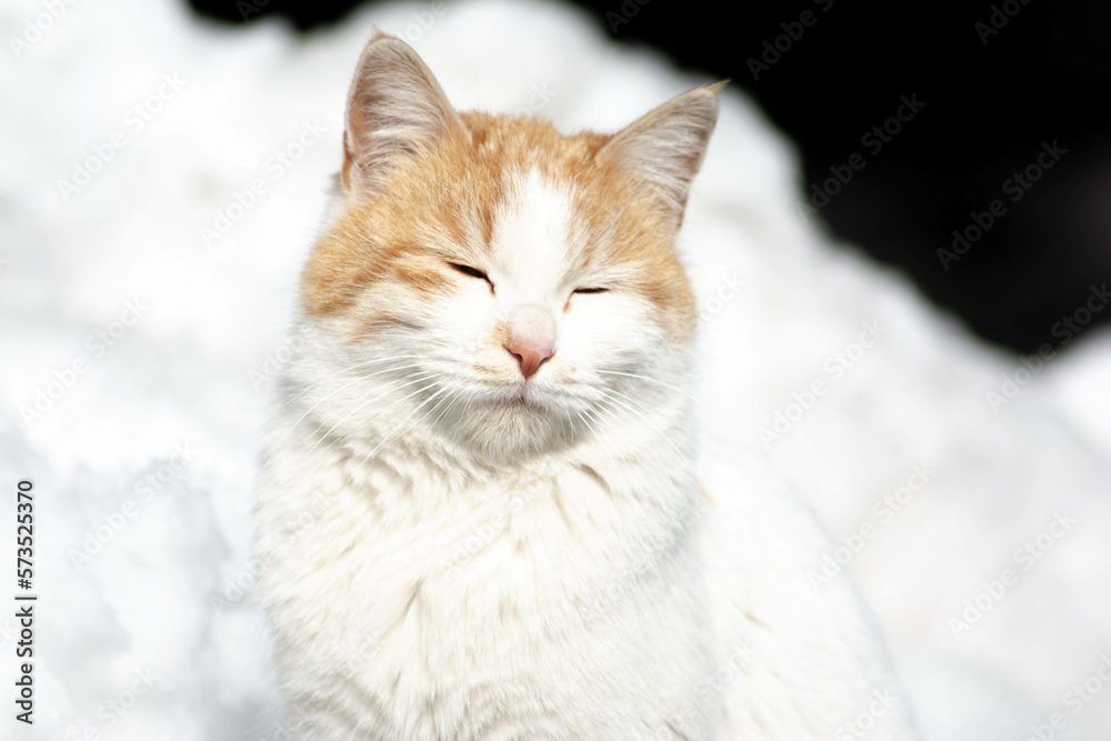 Portrait of a cat. Beautiful cat looks. The white cat is resting under the sun. A pet Portrait of a cat. Beautiful cat looks. The white cat is resting under the sun. A pet