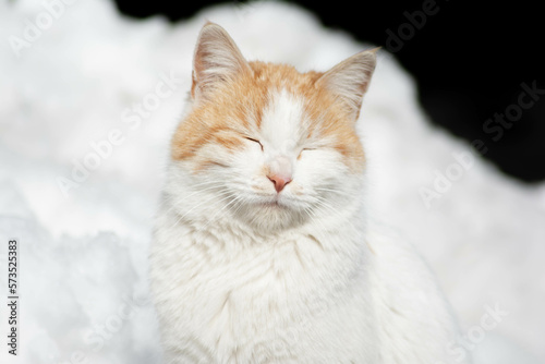 Portrait of a cat. Beautiful cat looks. The white cat is resting under the sun. A pet © Artur Harutyunyan